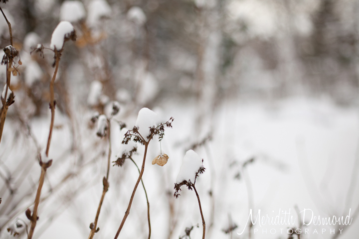 Hydrangeas in the snow