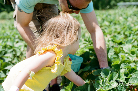 Alstede Farm Strawberry Picking-07 w logo