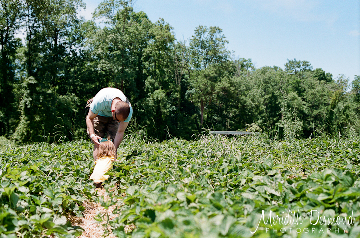 Alstede Farm Strawberry Picking-08 w logo