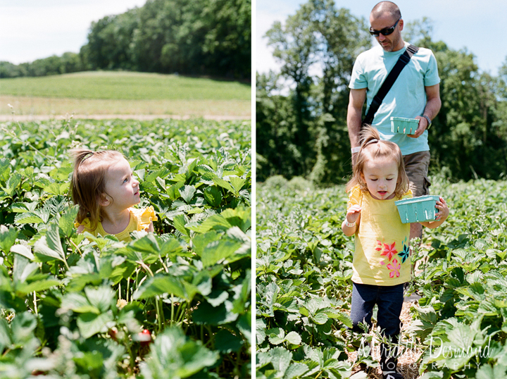 Alstede Farm Strawberry Picking-09 w logo