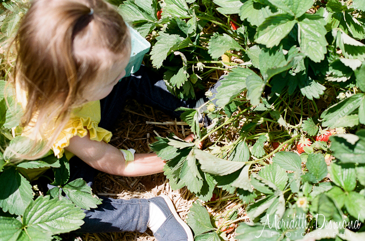 Alstede Farm Strawberry Picking-10 w logo