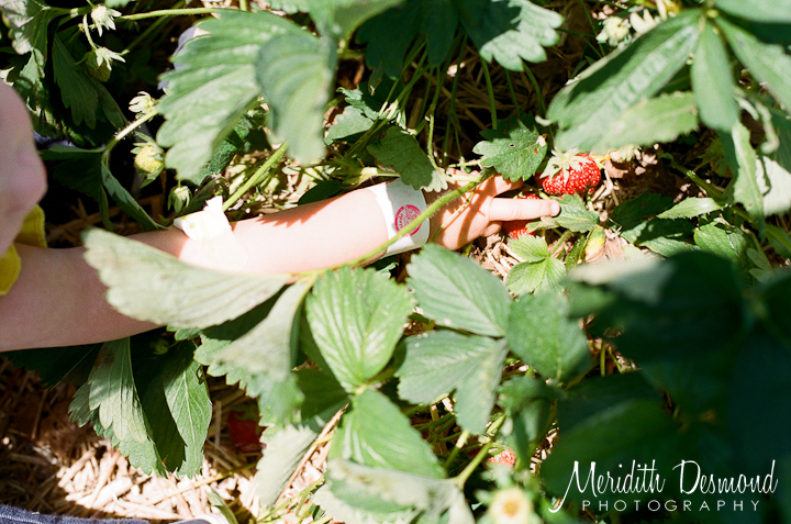 Alstede Farm Strawberry Picking-11 w logo