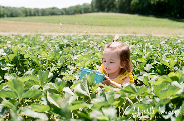 Alstede Farm Strawberry Picking-13 w logo