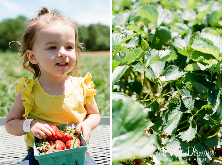 Alstede Farm Strawberry Picking-14 w logo