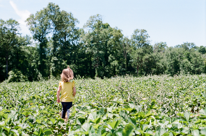 Alstede Farm Strawberry Picking-16 w logo