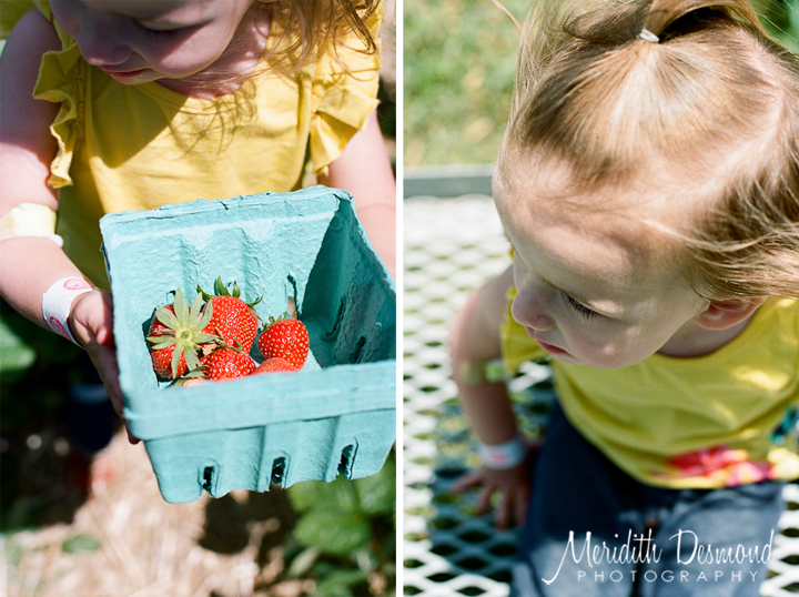 Alstede Farm Strawberry Picking-19 w logo