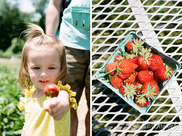 Alstede Farm Strawberry Picking-20 w logo