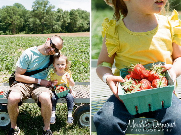 Alstede Farm Strawberry Picking-22 w logo