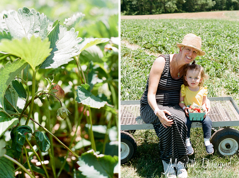 Alstede Farm Strawberry Picking-24 w logo