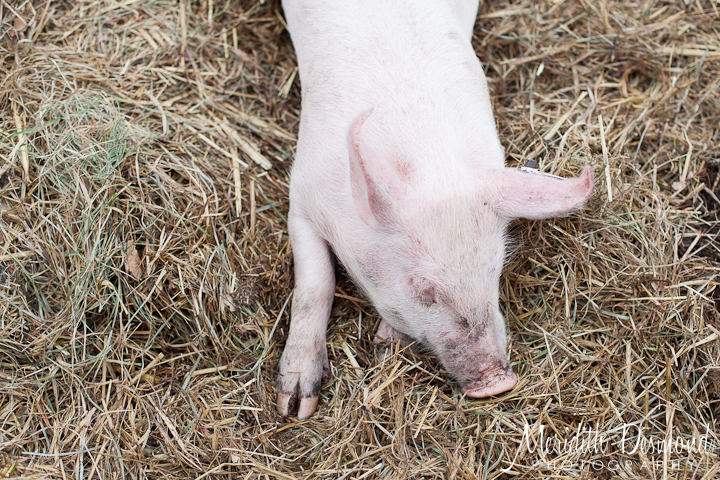 Manza Family Farm Pumpkin Picking-34 w logo