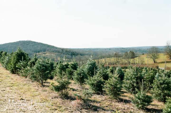 Christmas Tree Hunt 12-4-16-19 w logo