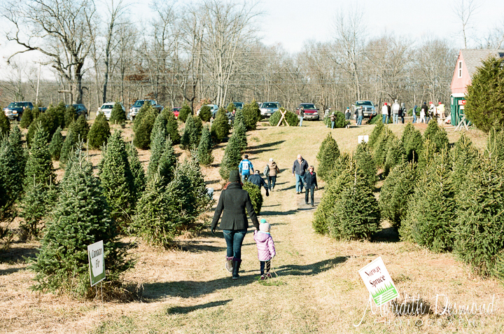 Christmas Tree Hunt 12-4-16-21 w logo