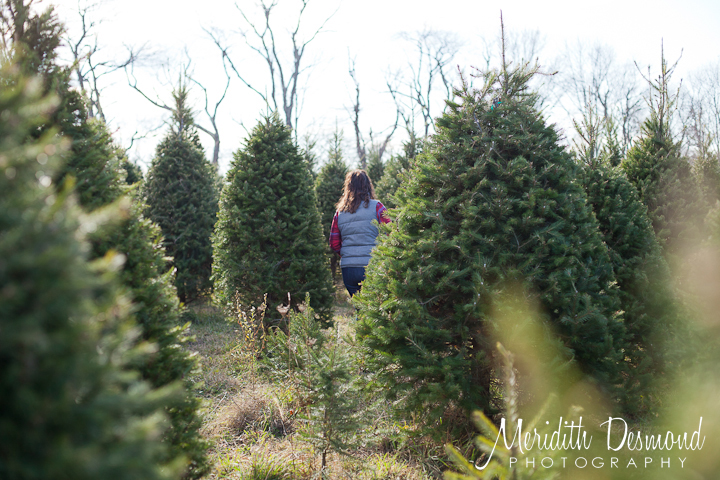 Christmas Tree Hunt 11-25-17--07 w logo