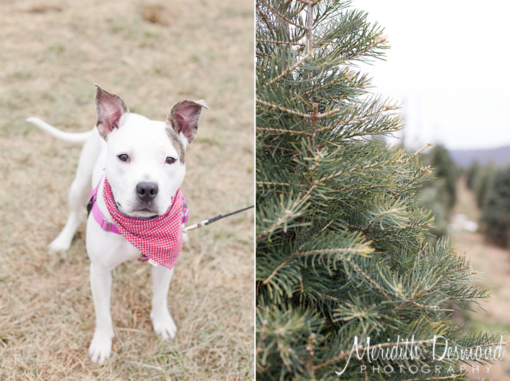 Tree Hunt 11-24-18--06 w logo