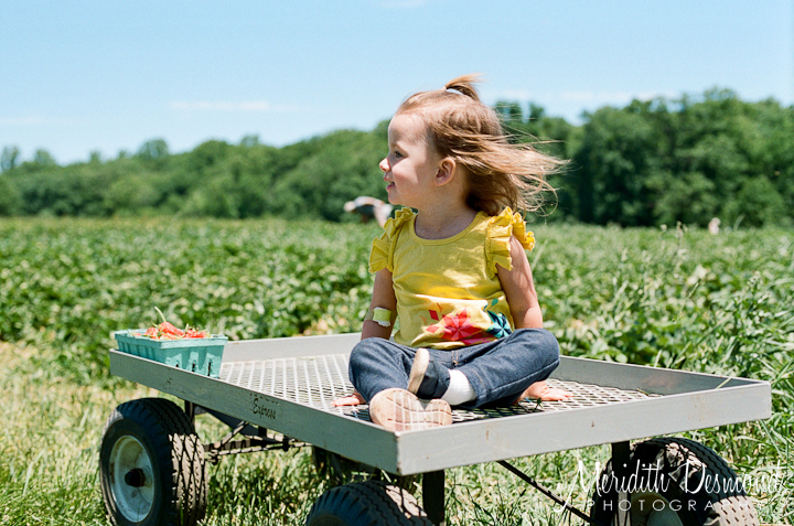 Strawberry Picking at Alstede Farm on Film