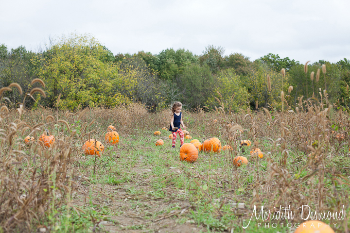 Pumpkin Picking 2017 at Manza Family Farm