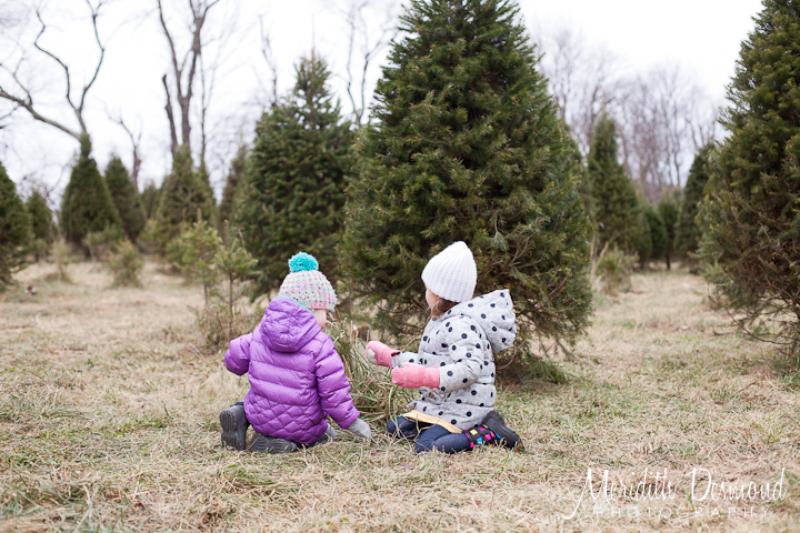 Christmas Tree Expedition – 2018