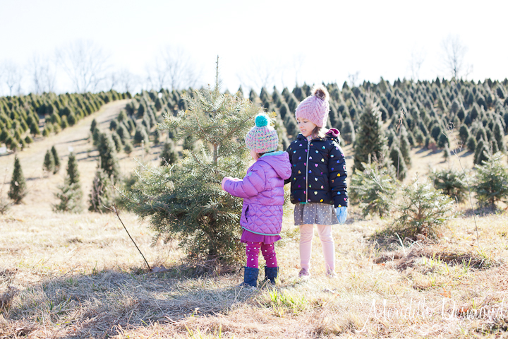 Christmas Tree Expedition – 2019